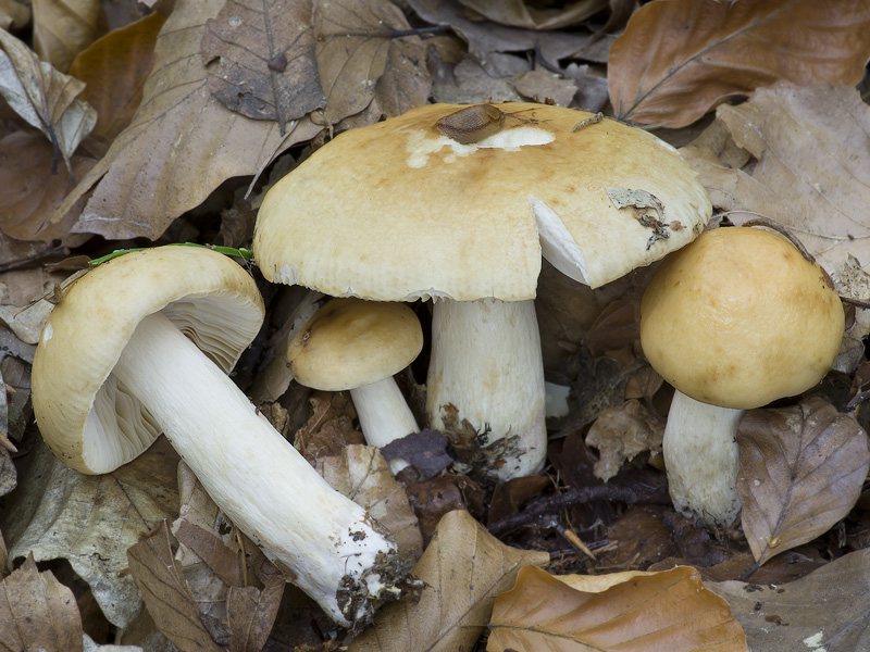 Russula fellea